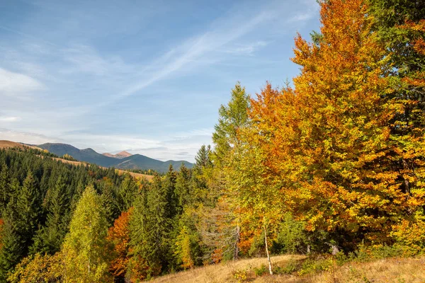 Colorful autumn trees in the mountains. Autumn mountain forest landscape. Autumn in mountains