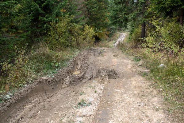 Dirty road in the forest background close up.