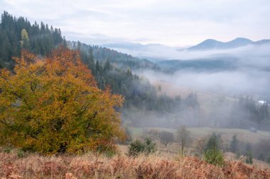 Misty morning in the Carpathian mountains in autumn. White fog over the dreamy mountain range, covered with green forest