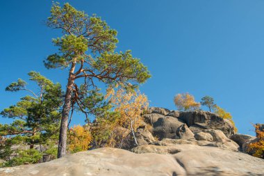 Unique nature landscape with ancient crags in Ukraine. Pine trees and birches with golden leaves growing on a crags in autumn