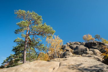 Unique nature landscape with ancient crags in Ukraine. Pine trees and birches with golden leaves growing on a crags in autumn