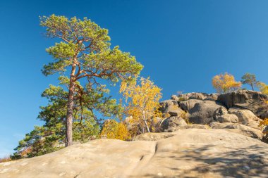 Unique nature landscape with ancient crags in Ukraine. Pine trees and birches with golden leaves growing on a crags in autumn