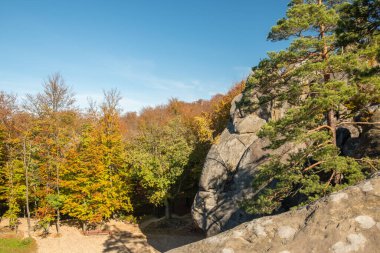 Unique nature landscape with ancient crags in Ukraine. Pine trees and birches with golden leaves growing on a crags in autumn