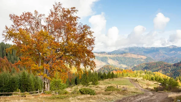 Citra Lanskap Musim Gugur Epik Berkabut Pagi Atas Pegunungan Dengan — Stok Foto