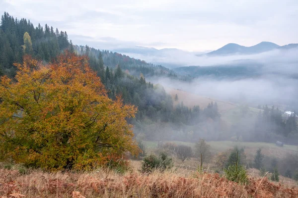 Misty Morning Carpathian Mountains Autumn White Fog Dreamy Mountain Range — Stock fotografie