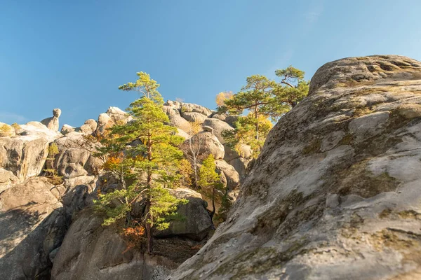 Unique nature landscape with ancient crags in Ukraine. Pine trees and birches with golden leaves growing on a crags in autumn