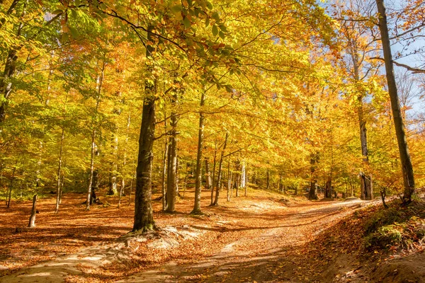 Amazing Golden Season Beautiful Autumn Forest Yellow Leaves Sunny Day — Stockfoto