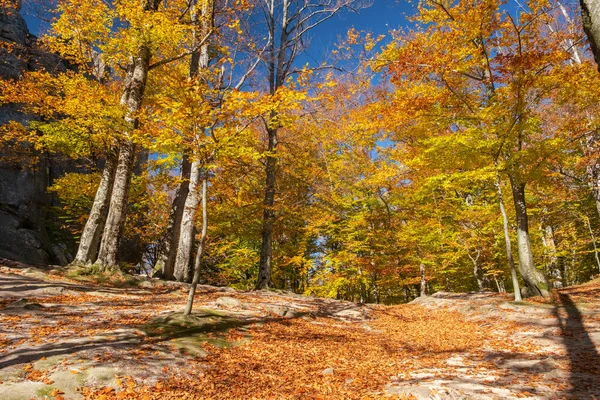 Amazing Golden Season Beautiful Autumn Forest Yellow Leaves Sunny Day — Stockfoto