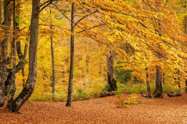 Yellowed trees and fallen leaves in the forest in late autumn. Golden Autumn
