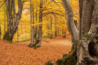 Yellowed trees and fallen leaves in the forest in late autumn. Golden Autumn