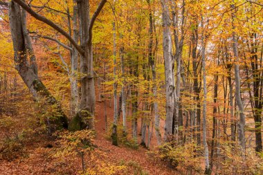 Magnificent golden autumn in the mountains. Warm sunny day.