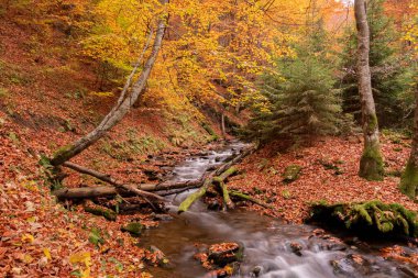 Mountain stream flows in the autumn forest. Forest stream in autumn landscape