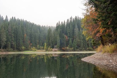 Lake in mystery fog with autumn forest. Ghostly mountain lake. Ukrainian lake Synevir