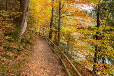 Morning light illuminating a forest path with cedar, fir and conifers, with a wooden fence, in Ukrainian Synevir Park. Golden Autumn
