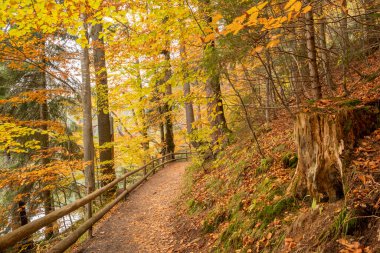 Morning light illuminating a forest path with cedar, fir and conifers, with a wooden fence, in Ukrainian Synevir Park. Golden Autumn