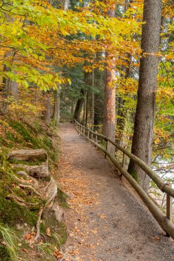 Morning light illuminating a forest path with cedar, fir and conifers, with a wooden fence, in Ukrainian Synevir Park. Golden Autumn
