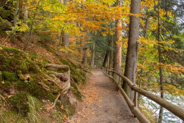 Morning light illuminating a forest path with cedar, fir and conifers, with a wooden fence, in Ukrainian Synevir Park. Golden Autumn