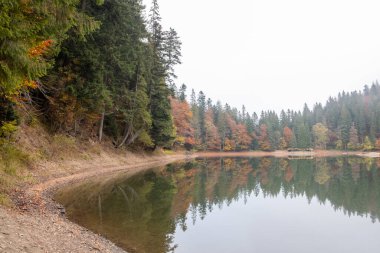 Lake in mystery fog with autumn forest. Ghostly mountain lake. Ukrainian lake Synevir