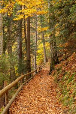 Morning light illuminating a forest path with cedar, fir and conifers, with a wooden fence, in Ukrainian Synevir Park. Golden Autumn