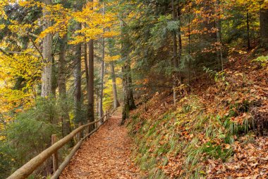 Morning light illuminating a forest path with cedar, fir and conifers, with a wooden fence, in Ukrainian Synevir Park. Golden Autumn