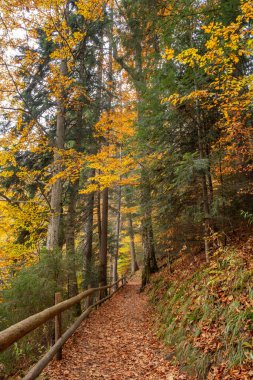 Morning light illuminating a forest path with cedar, fir and conifers, with a wooden fence, in Ukrainian Synevir Park. Golden Autumn