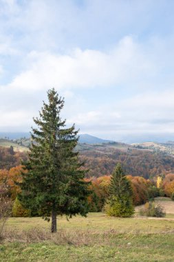 carpathian landscape in october. hills and mountain range in warm sunny weather with low clouds in the sky in autumn