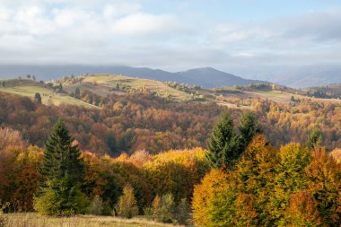 carpathian landscape in october. hills and mountain range in warm sunny weather with low clouds in the sky in autumn