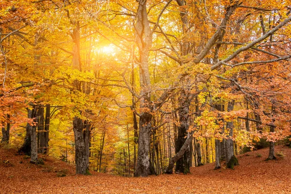 Beautiful Forest Golden Foliage Autumn Park Golden Autumn — Stockfoto