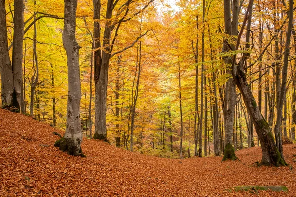 Beautiful Forest Golden Foliage Autumn Park — Stockfoto