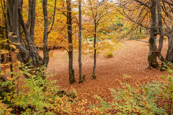 Yellowed trees and fallen leaves in the forest in late autumn