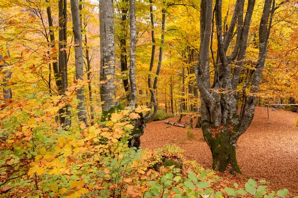 Magnificent Golden Autumn Mountains Warm Sunny Day — Stockfoto