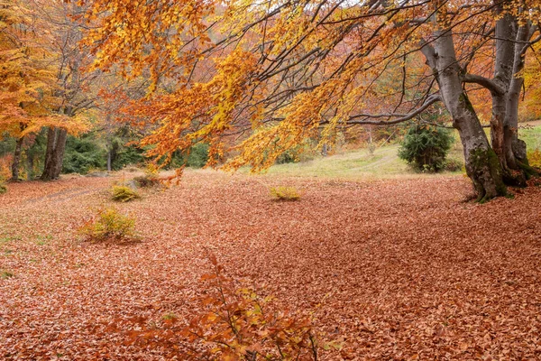 Великолепная Золотая Осень Горах Солнечный Теплый День — стоковое фото