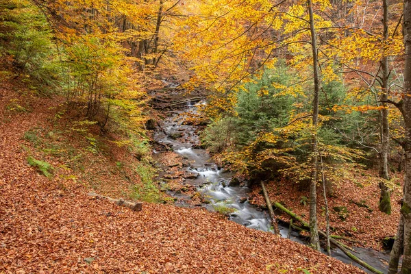 Mountain stream flows in the autumn forest. Forest stream in autumn landscape