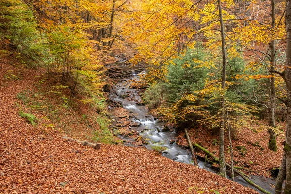 Mountain Stream Flows Autumn Forest Forest Stream Autumn Landscape — Foto de Stock