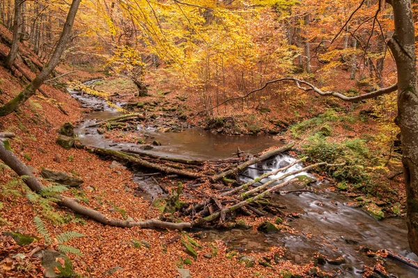 Mountain stream flows in the autumn forest. Forest stream in autumn landscape