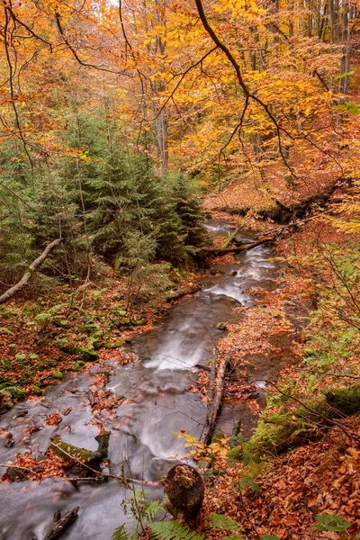 Mountain stream flows in the autumn forest. Forest stream in autumn landscape