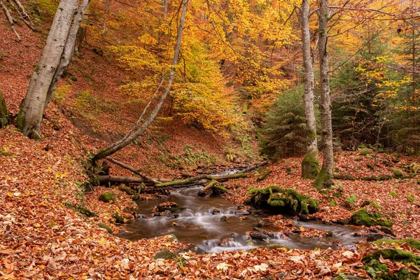 Mountain stream flows in the autumn forest. Forest stream in autumn landscape