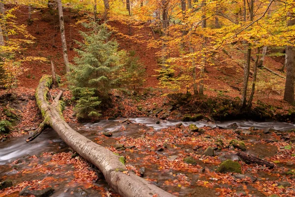 Mountain stream flows in the autumn forest. Forest stream in autumn landscape