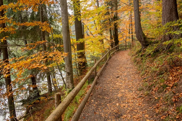 Morning light illuminating a forest path with cedar, fir and conifers, with a wooden fence, in Ukrainian Synevir Park. Golden Autumn