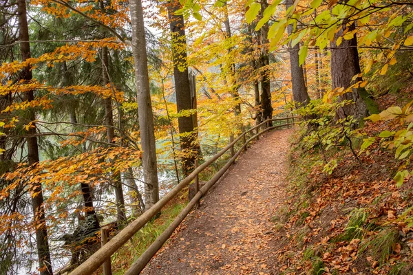 Morning light illuminating a forest path with cedar, fir and conifers, with a wooden fence, in Ukrainian Synevir Park. Golden Autumn