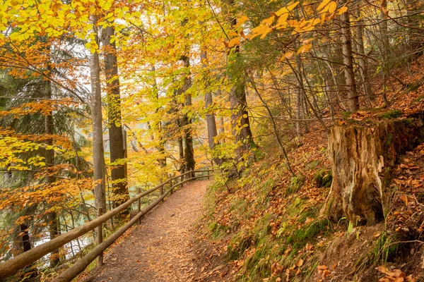 Morning light illuminating a forest path with cedar, fir and conifers, with a wooden fence, in Ukrainian Synevir Park. Golden Autumn