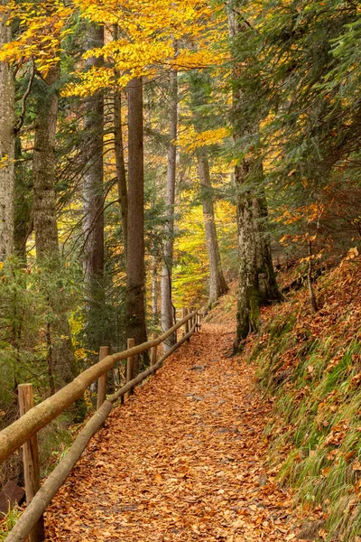 Morning light illuminating a forest path with cedar, fir and conifers, with a wooden fence, in Ukrainian Synevir Park. Golden Autumn