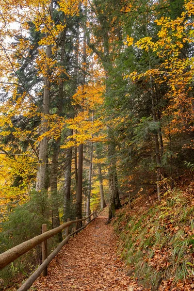 Morning Light Illuminating Forest Path Cedar Fir Conifers Wooden Fence — ストック写真