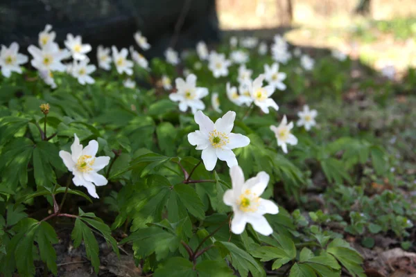 森の底に咲く春の花 — ストック写真