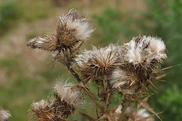 Devedikeni Carduus Rlanda Çayırlarında Yetişen Dikenli Kuru Çiçek Açan Bir — Stok fotoğraf