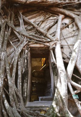 Tayland 'da ağaç kökleriyle kaplı gizemli bir şapel.