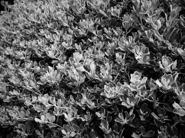 Imagen Cerca Arbusto Con Pequeñas Hojas Blanco Negro — Foto de Stock