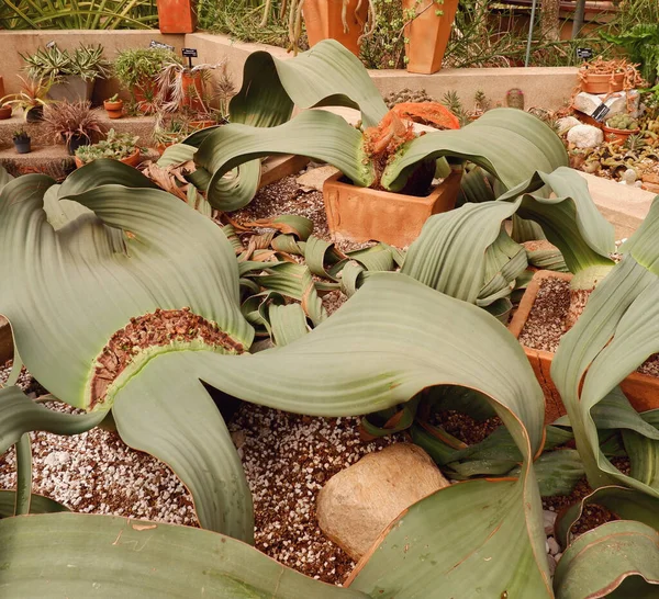 Huge leaves of Welwitschia mirabilis or the desert devil plant