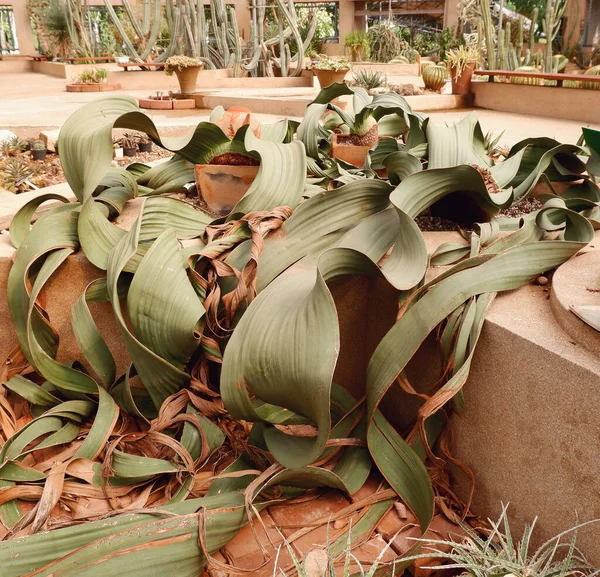 Close up picture of Welwitschia mirabilis or the desert devil plant