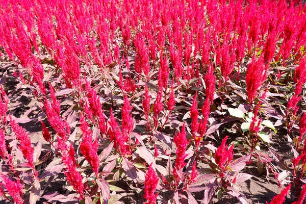Czerwony Grzebień Kwiaty Kwitnące Tropikalnym Ogrodzie — Zdjęcie stockowe